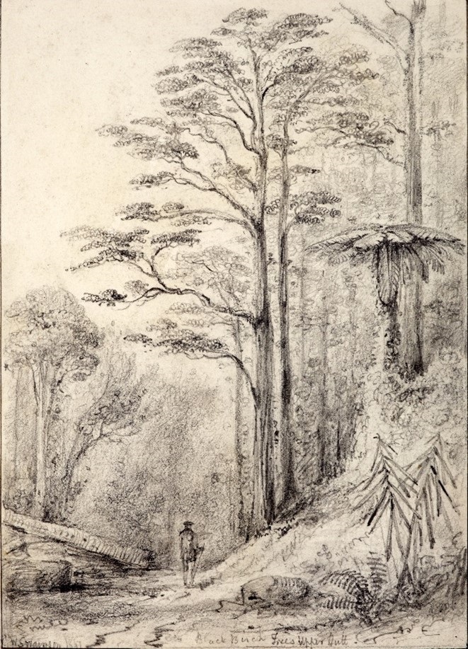 Ancient forest ecosystem.jpg